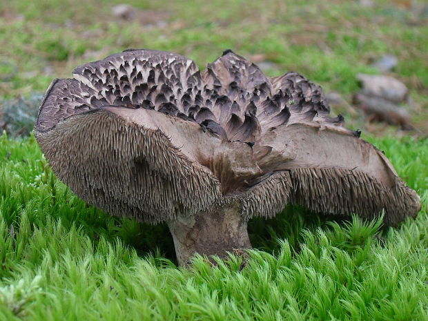 jelenkovec škridlicovitý Sarcodon imbricatus (L.) P. Karst.