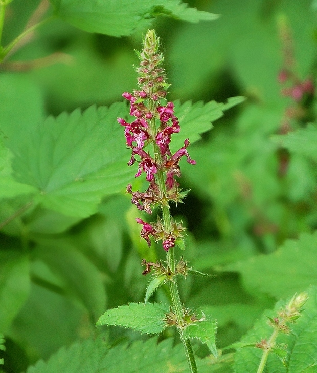 čistec lesný Stachys sylvatica L.