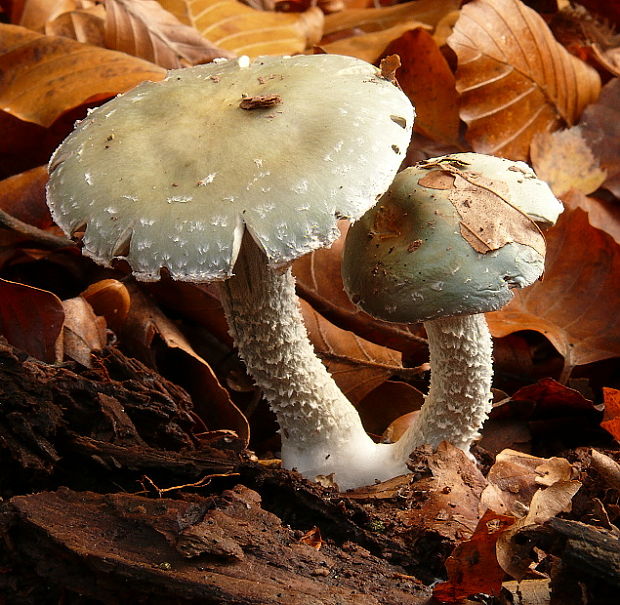 golierovka zelenomodrá Stropharia caerulea Kreisel