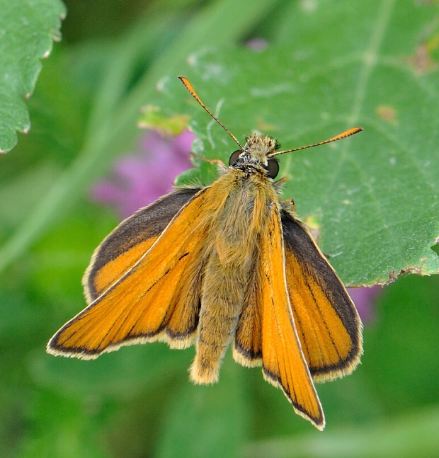 súmračník metlicový Thymelicus sylvestris