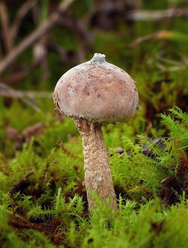 stopkovec zimný Tulostoma brumale Pers.