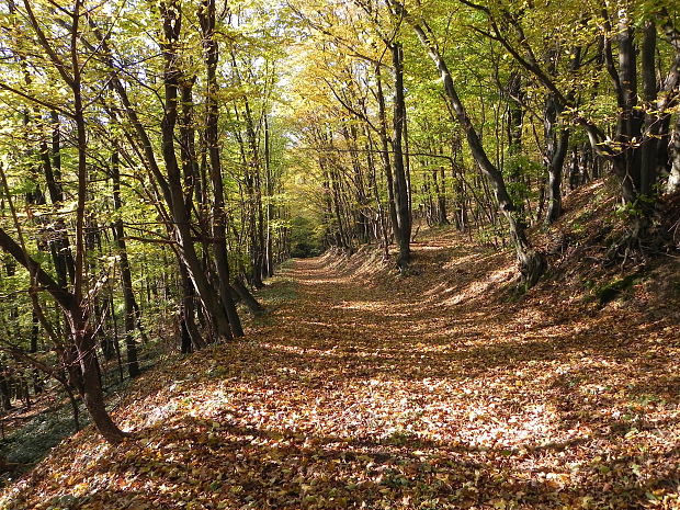 lesná cesta