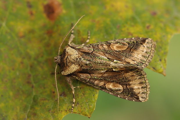 mora hlohová Allophyes oxyacanthae