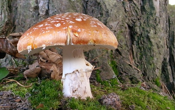 muchotrávka červená Amanita muscaria (L.) Lam.