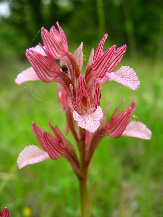 červenohlav motýľovitý Anacamptis papilionacea (L.) R. M. Bateman, Pridgeon et M. W. Chase