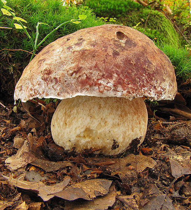 hríb sosnový Boletus pinophilus Pil. et Dermek in Pil.