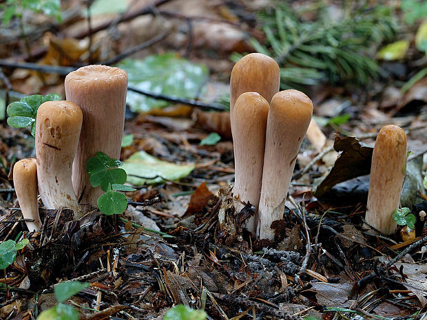 kyjak useknutý Clavariadelphus truncatus Donk