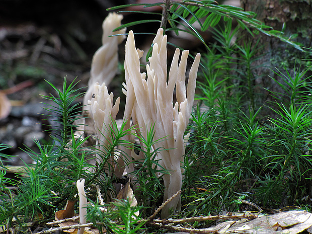 konárovka Clavulina sp.