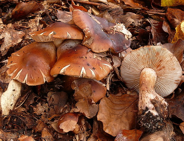 pavučinovec Cortinarius sp.