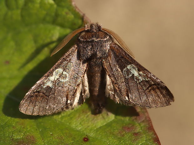 mramorovka modrohlavá Diloba caeruleocephala