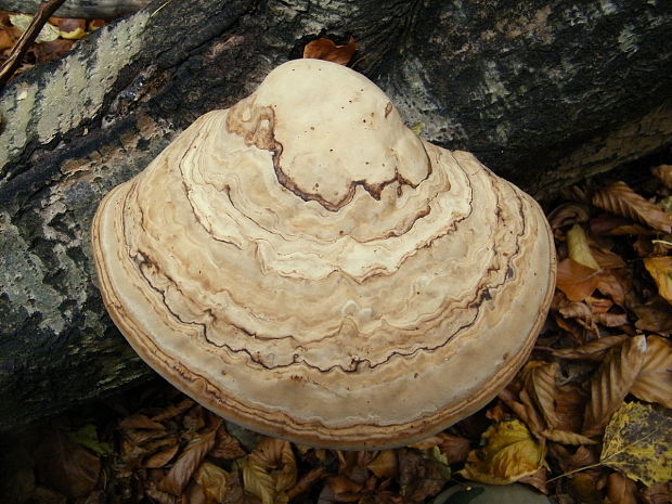 práchnovec kopytovitý Fomes fomentarius (L.) J.J. Kickx