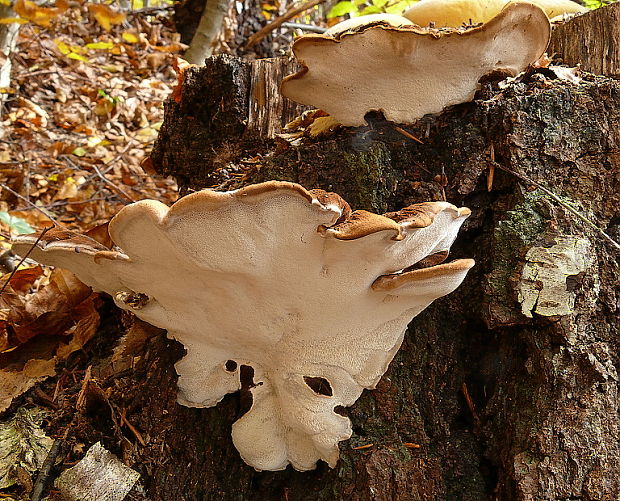 práchnovček pásikavý Fomitopsis pinicola (Sw.) P. Karst.