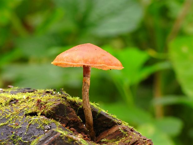 kapucňovka okrovohnedastá Galerina marginata (Batsch) Kühner