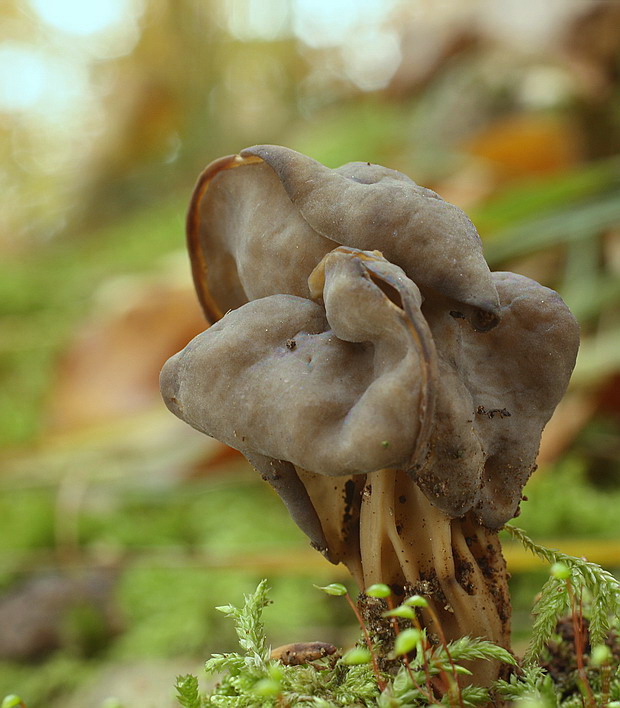 chriapač jamkatý Helvella lacunosa Afzel.