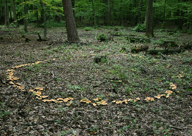 jelenka poprehýbaná Hydnum repandum L.