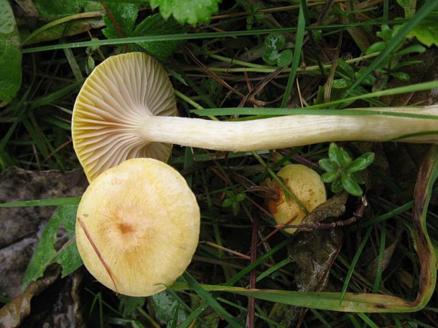 lúčnica??? Hygrocybe sp.