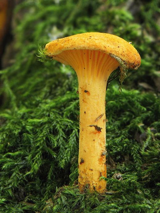 líška oranžová Hygrophoropsis aurantiaca (Wulfen) Maire