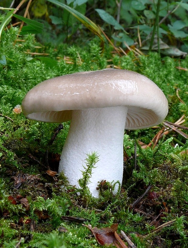 šťavnačka voňavá Hygrophorus agathosmus (Fr.) Fr.