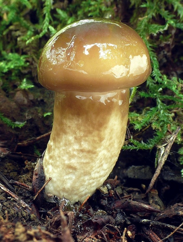 šťavnačka hnedobiela Hygrophorus latitabundus Britzelm.