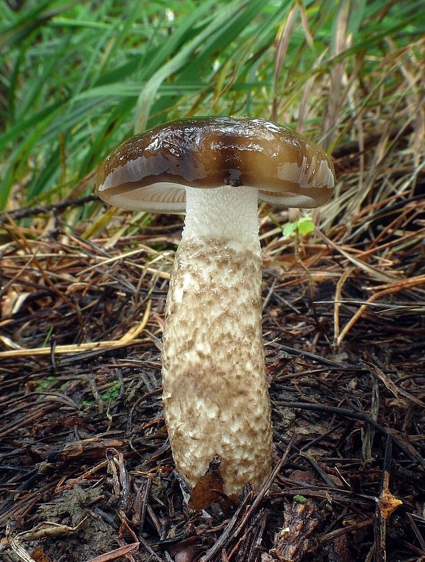 šťavnačka hnedobiela Hygrophorus latitabundus Britzelm.