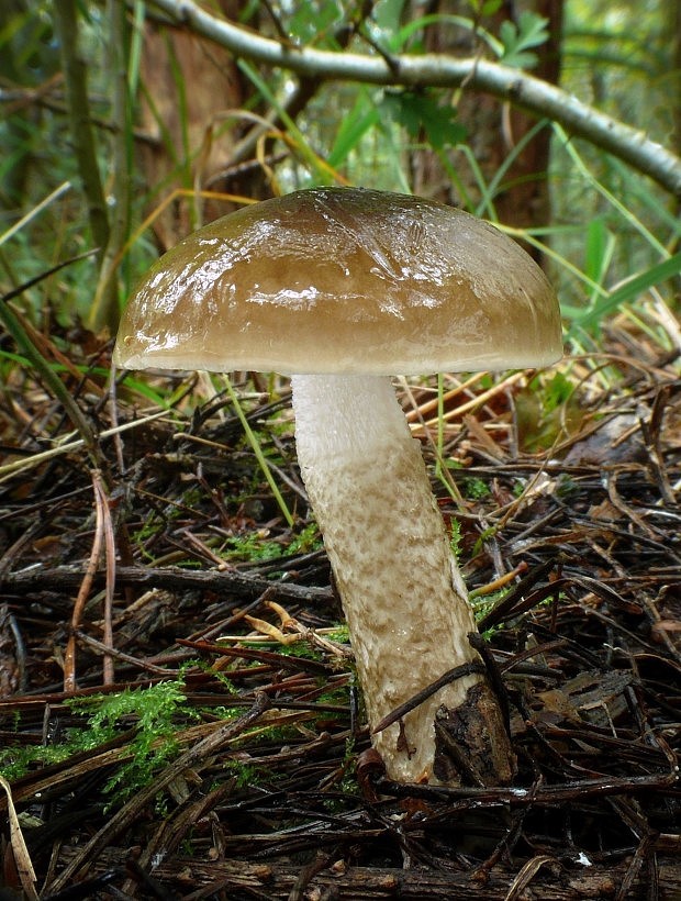 šťavnačka Persoonova Hygrophorus persoonii Arnolds