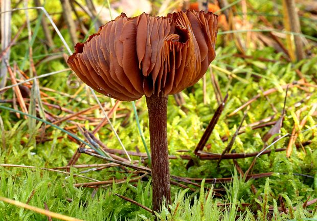 lakovka obyčajná Laccaria laccata (Scop.) Cooke