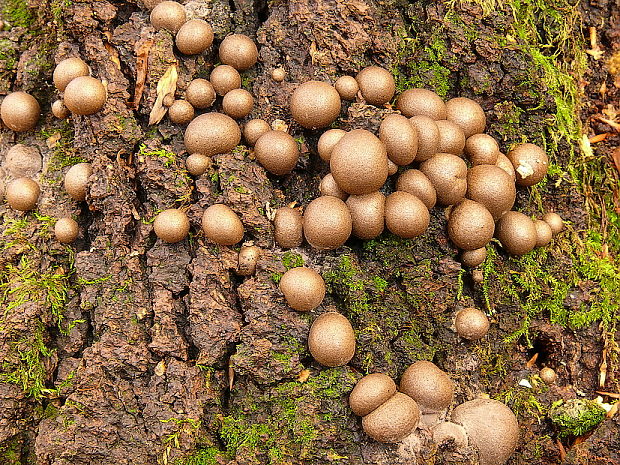 vlčinka červená Lycogala epidendrum (J.C. Buxb. ex L.) Fr.