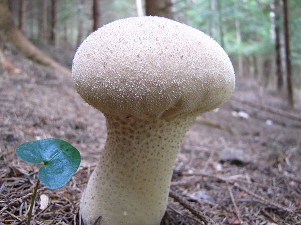 prášnica bradavičnatá Lycoperdon perlatum Pers.