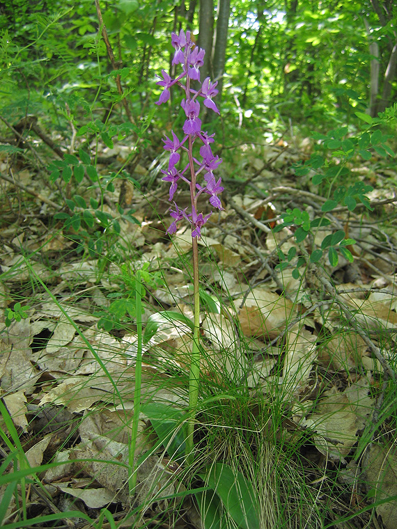 vstavač Orchis pinetorum Boiss. & Kotschy