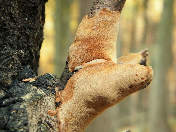 ohňovec Phellinus sp.