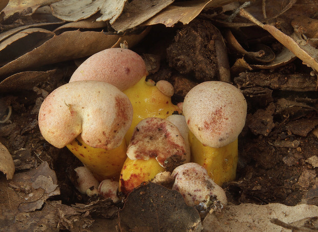 suchohríb Pulchroboletus roseoalbidus (Alessio & Littini) Gelardi, Vizzini & Simonini