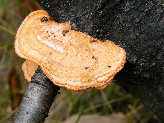 červenica rumelková Pycnoporus cinnabarinus (Jacq.) P. Karst.