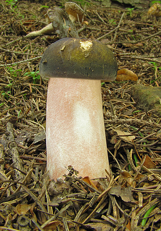 plávka pôvabná Russula amoena Quél.