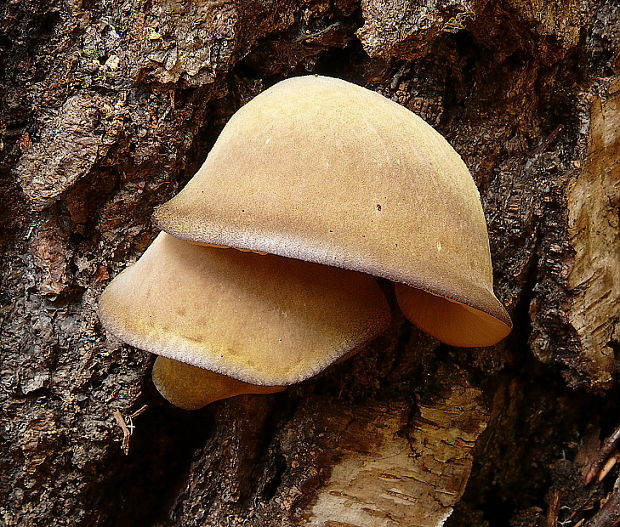 pňovka neskorá Sarcomyxa serotina (Pers.) P. Karst.