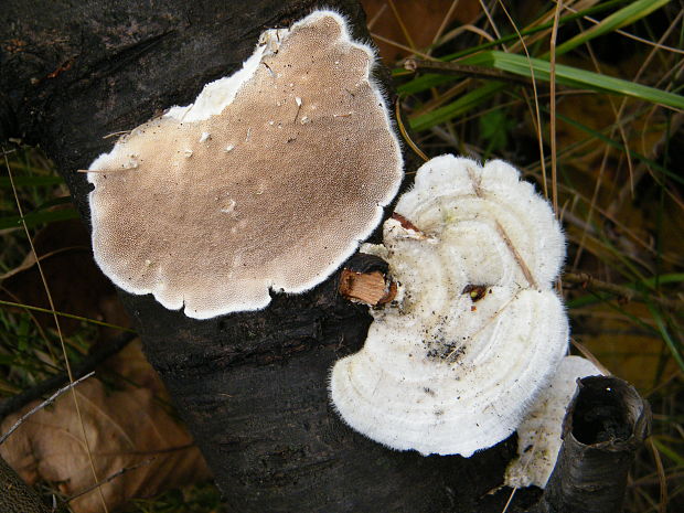 trúdnikovec chlpatý Trametes hirsuta (Wulfen) Lloyd