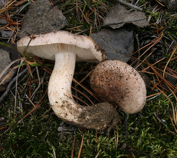 čírovka topoľová Tricholoma populinum J.E. Lange