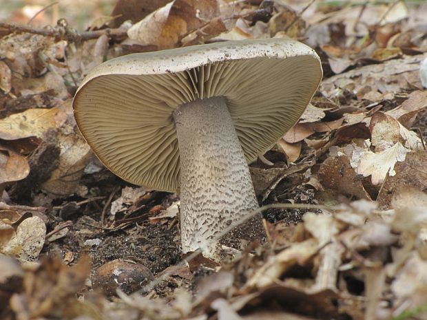 čírovka mydlová Tricholoma saponaceum (Fr.) P. Kumm.