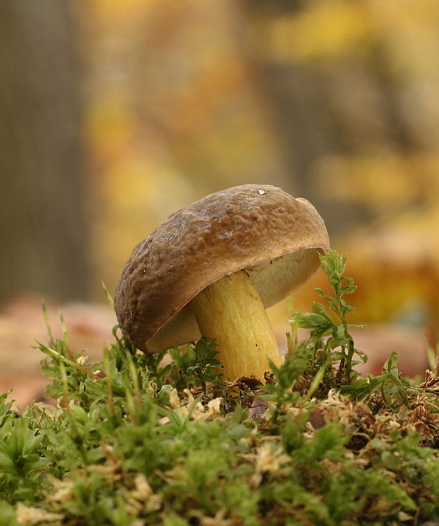 suchohríb zamatový Xerocomellus pruinatus (Fr.) Šutara