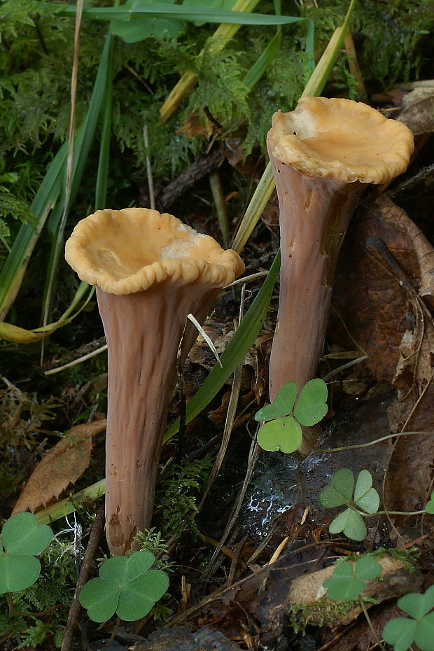 kyjak useknutý Clavariadelphus truncatus Donk