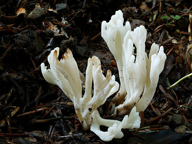 konárovka vráskavá Clavulina rugosa (Bull.) J. Schröt.