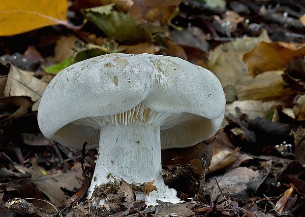 strmuľka inovaťová Clitocybe nebularis (Batsch) P. Kumm.