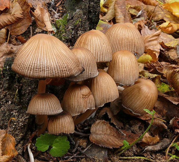 hnojník rozsiaty Coprinellus disseminatus (Pers.) J.E. Lange