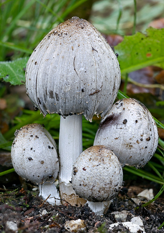 hnojník atramentový Coprinopsis atramentaria (Bull.) Redhead, Vilgalys & Moncalvo