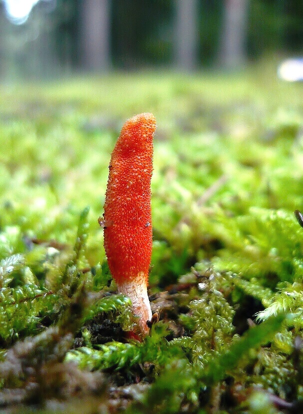 žezlovka hmyzová Cordyceps militaris (Fr.) Link