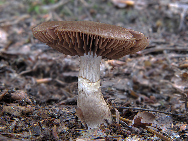 pavučinovec Cortinarius sp.