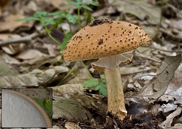 bedlička ostrošupinatá Echinoderma asperum (Pers.) Bon