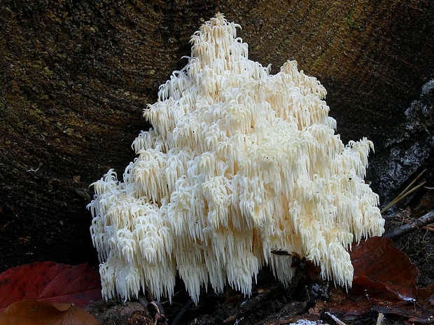 koralovec jedľový Hericium alpestre Pers.