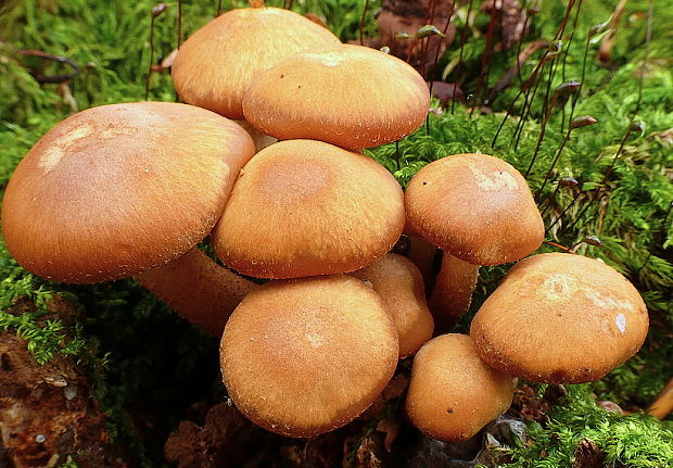 šupinačka menlivá Kuehneromyces mutabilis (Schaeff.) Singer & A.H. Sm.