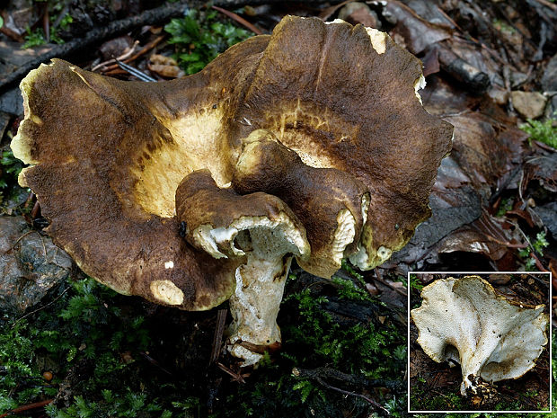 krásnopórovec zelenohnedý Laeticutis cristata (Schaeff.) Audet