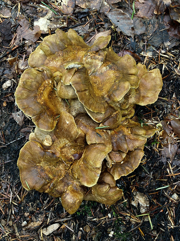 krásnopórovec zelenohnedý Laeticutis cristata (Schaeff.) Audet